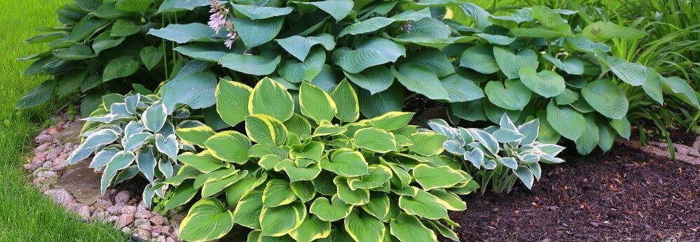 Verschiedene Funkienarten im Garten